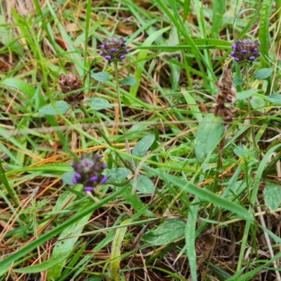 Prunella vulgaris (Self-heal, Heal All) at Isaacs, ACT - 17 May 2023 by Mike