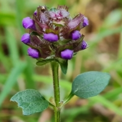 Prunella vulgaris at Isaacs, ACT - 17 May 2023