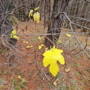 Ficus carica at Isaacs, ACT - 17 May 2023