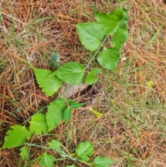 Leycesteria formosa (Himalayan Honeysuckle) at Isaacs, ACT - 17 May 2023 by Mike