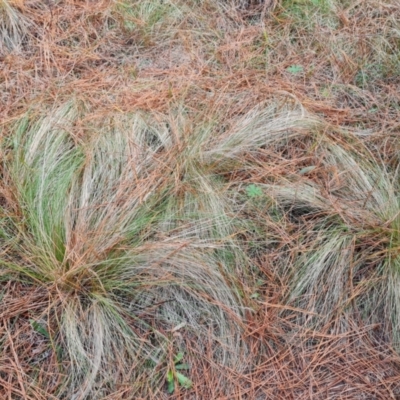 Nassella trichotoma (Serrated Tussock) at Isaacs, ACT - 17 May 2023 by Mike