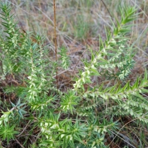 Melichrus urceolatus at Isaacs, ACT - 17 May 2023