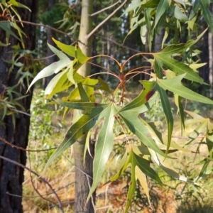 Brachychiton populneus subsp. populneus at Isaacs, ACT - 17 May 2023 02:58 PM