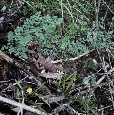 Adiantum aethiopicum (Common Maidenhair Fern) at Kangaroo Valley, NSW - 17 May 2023 by lbradley