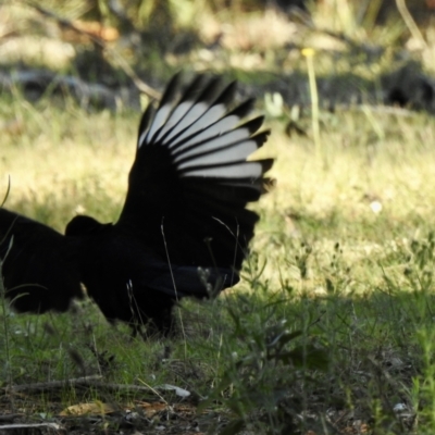 Corcorax melanorhamphos (White-winged Chough) at Sofala, NSW - 16 May 2023 by GlossyGal