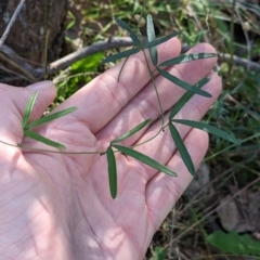 Glycine clandestina at Wooragee, VIC - 17 May 2023 12:48 PM