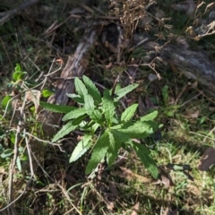 Senecio (genus) at Wooragee, VIC - 17 May 2023 12:43 PM
