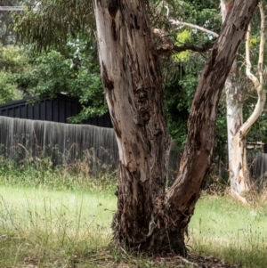 Eucalyptus sp. at Higgins Woodland - 2 Jan 2023 04:34 PM