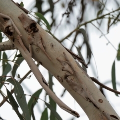 Eucalyptus sp. at Higgins Woodland - 2 Jan 2023 04:34 PM