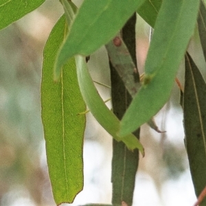 Eucalyptus sp. at Higgins Woodland - 2 Jan 2023 04:34 PM