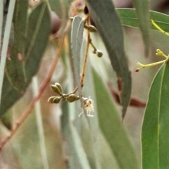 Eucalyptus sp. at Higgins Woodland - 2 Jan 2023 04:34 PM