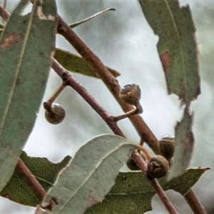 Eucalyptus sp. at Higgins Woodland - 2 Jan 2023 04:34 PM