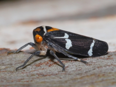 Eurymeloides pulchra (Gumtree hopper) at Ormiston, QLD - 14 May 2023 by TimL