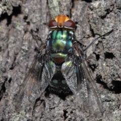 Rutilia (Rutilia) sp. (genus & subgenus) (Bristle fly) at Ormiston, QLD - 14 May 2023 by TimL