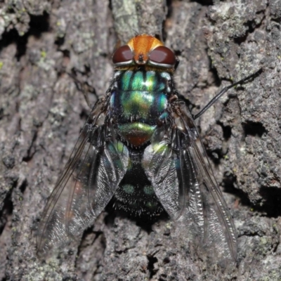 Unidentified Bristle Fly (Tachinidae) at Ormiston, QLD - 13 May 2023 by TimL