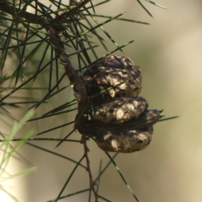 Hakea sericea (Needlebush) at High Range, NSW - 5 May 2023 by Curiosity