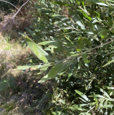 Acacia melanoxylon (Blackwood) at Namadgi National Park - 10 Apr 2023 by Tapirlord