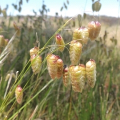 Briza maxima (Quaking Grass, Blowfly Grass) at Macgregor, ACT - 25 Nov 2022 by MichaelBedingfield