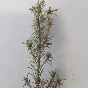 Pultenaea juniperina at Gundaroo, NSW - 16 May 2023 10:54 AM