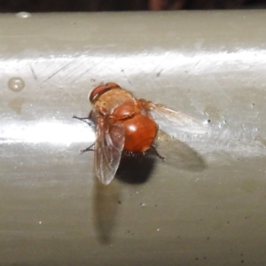 Calliphora sp. (genus) at Acton, ACT - 18 May 2023