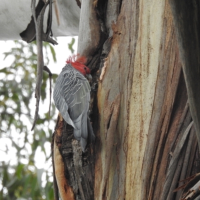 Callocephalon fimbriatum (Gang-gang Cockatoo) at Acton, ACT - 18 May 2023 by HelenCross