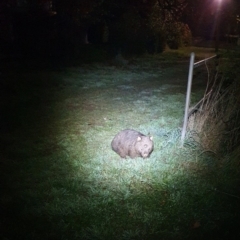 Vombatus ursinus (Common wombat, Bare-nosed Wombat) at Hackett, ACT - 11 May 2023 by msietsma