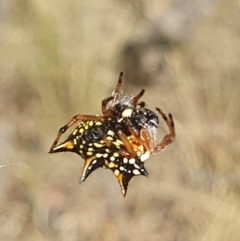 Austracantha minax (Christmas Spider, Jewel Spider) at Mount Majura - 20 Feb 2023 by msietsma
