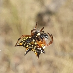 Austracantha minax (Christmas Spider, Jewel Spider) at Watson, ACT - 20 Feb 2023 by msietsma