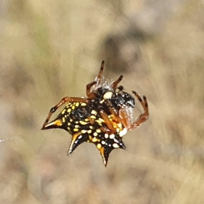 Austracantha minax (Christmas Spider, Jewel Spider) at Mount Majura - 20 Feb 2023 by msietsma