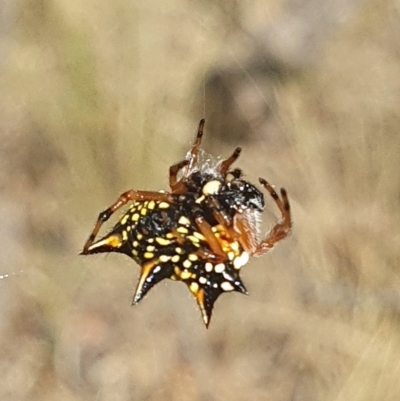 Austracantha minax (Christmas Spider, Jewel Spider) at Watson, ACT - 21 Feb 2023 by msietsma