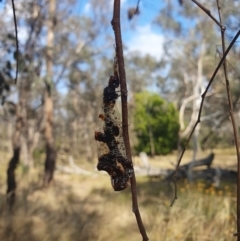 Periclystus circuiter (Angular Wing Antlion) at Mount Majura - 20 Feb 2023 by msietsma