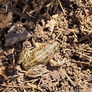 Limnodynastes tasmaniensis at Wee Jasper, NSW - 18 May 2023 11:57 AM