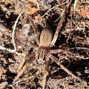 Miturga sp. (genus) at Wee Jasper, NSW - 18 May 2023