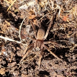 Miturga sp. (genus) at Wee Jasper, NSW - 18 May 2023