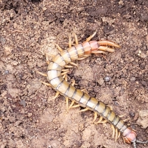Cormocephalus aurantiipes at Wee Jasper, NSW - 18 May 2023 11:46 AM