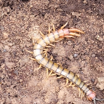 Cormocephalus aurantiipes (Orange-legged Centipede) at Wee Jasper, NSW - 18 May 2023 by trevorpreston