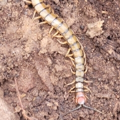 Cormocephalus aurantiipes at Wee Jasper, NSW - 18 May 2023 11:46 AM