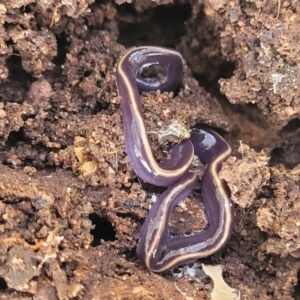 Caenoplana coerulea at Wee Jasper, NSW - 18 May 2023