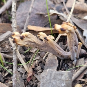 Clavulina vinaceocervina at Wee Jasper, NSW - 18 May 2023