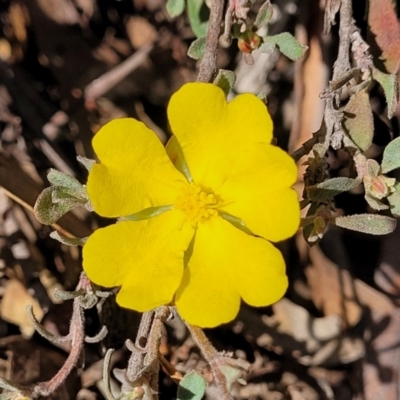 Hibbertia obtusifolia (Grey Guinea-flower) at Wee Jasper Nature Reserve - 18 May 2023 by trevorpreston