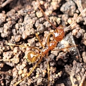 Aphaenogaster longiceps at Wee Jasper, NSW - 18 May 2023 11:35 AM