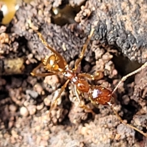 Aphaenogaster longiceps at Wee Jasper, NSW - 18 May 2023 11:35 AM