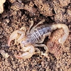 Urodacus manicatus (Black Rock Scorpion) at Wee Jasper, NSW - 18 May 2023 by trevorpreston