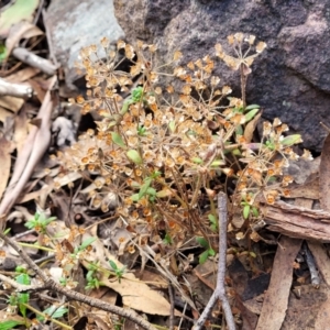 Pomax umbellata at Wee Jasper, NSW - 18 May 2023