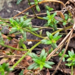 Pomax umbellata at Wee Jasper, NSW - 18 May 2023