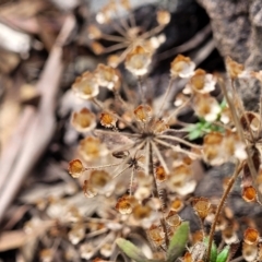 Pomax umbellata at Wee Jasper, NSW - 18 May 2023