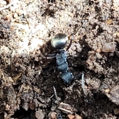 Polyrhachis sp. (genus) (A spiny ant) at Wee Jasper, NSW - 18 May 2023 by trevorpreston