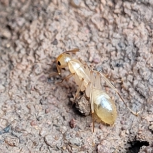 Camponotus claripes at Wee Jasper, NSW - 18 May 2023 11:27 AM