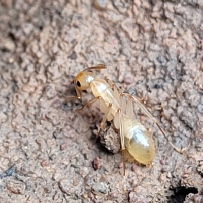 Camponotus claripes (Pale-legged sugar ant) at Wee Jasper, NSW - 18 May 2023 by trevorpreston
