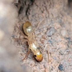 Camponotus claripes at Wee Jasper, NSW - 18 May 2023